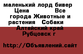 маленький лорд бивер › Цена ­ 10 000 - Все города Животные и растения » Собаки   . Алтайский край,Рубцовск г.